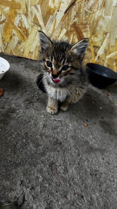 Котята в заботливые руки