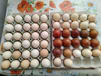 Oua pentru incubat Australorp Negru