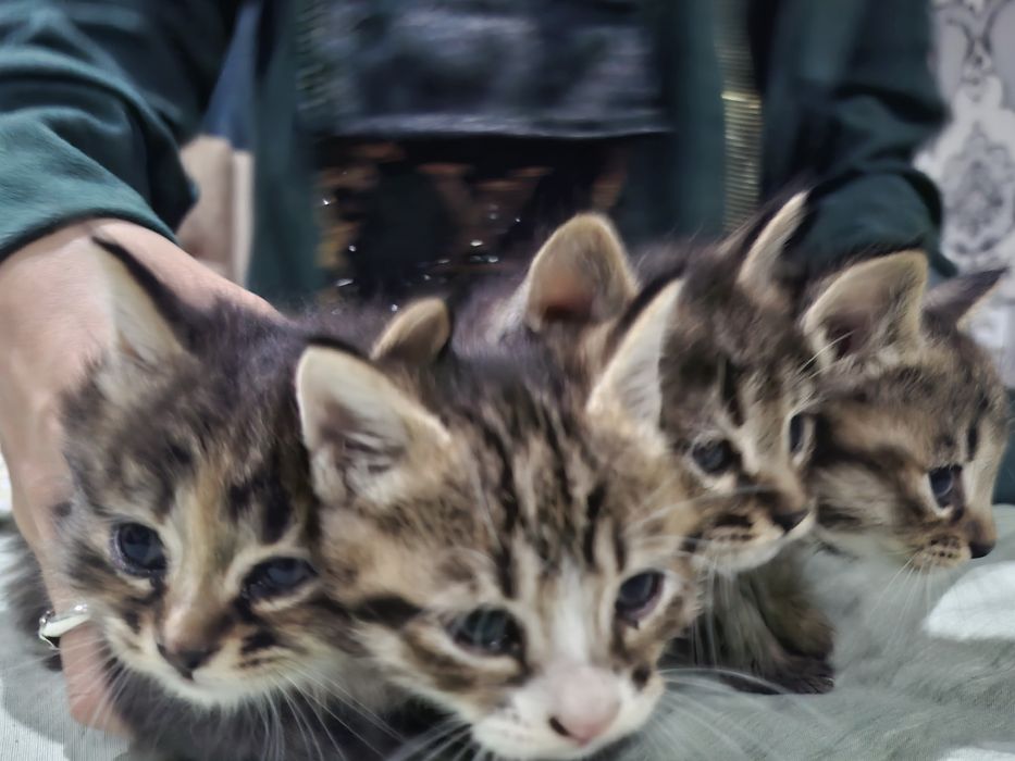 1.5 oylik mushukchalar