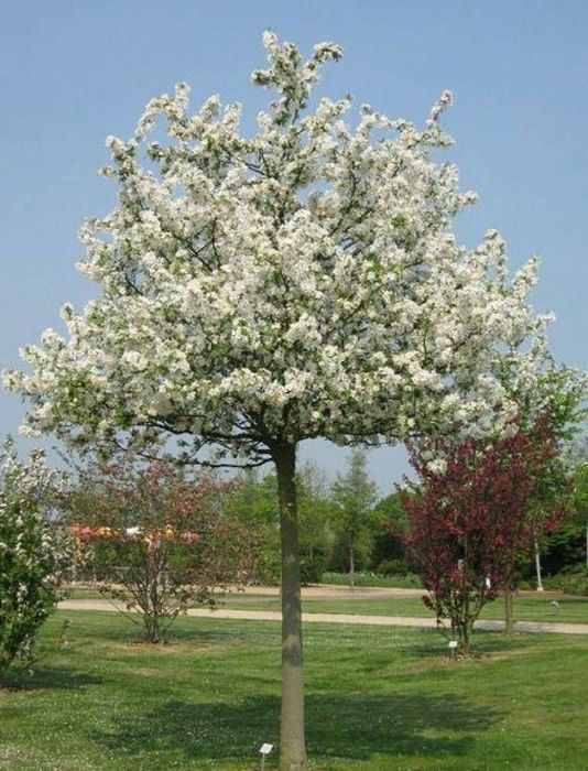 Cercis Chinensis Shirobana