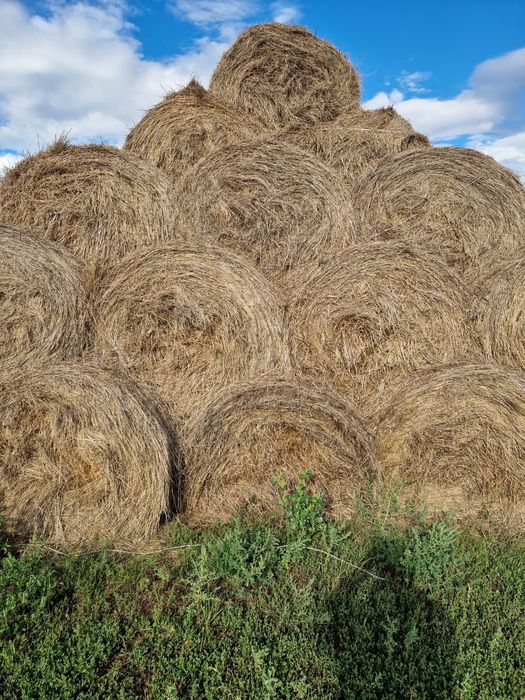 Продам сено разнотравье