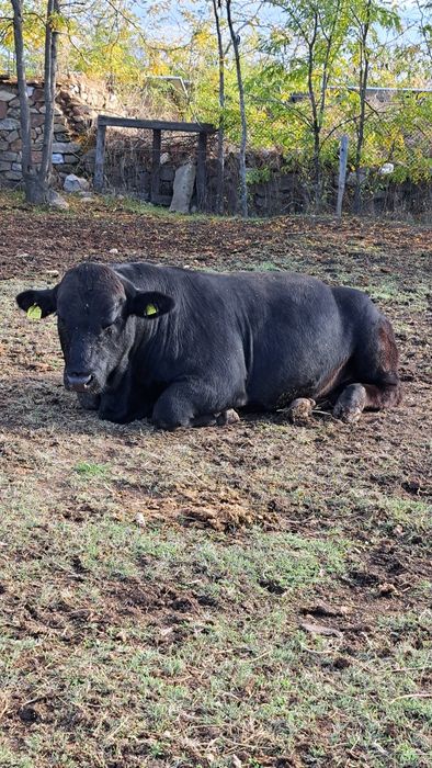 Прясно Телешко Месо