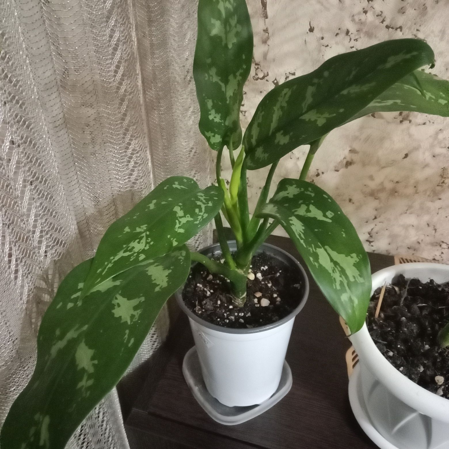 Аглаонема Мария продам