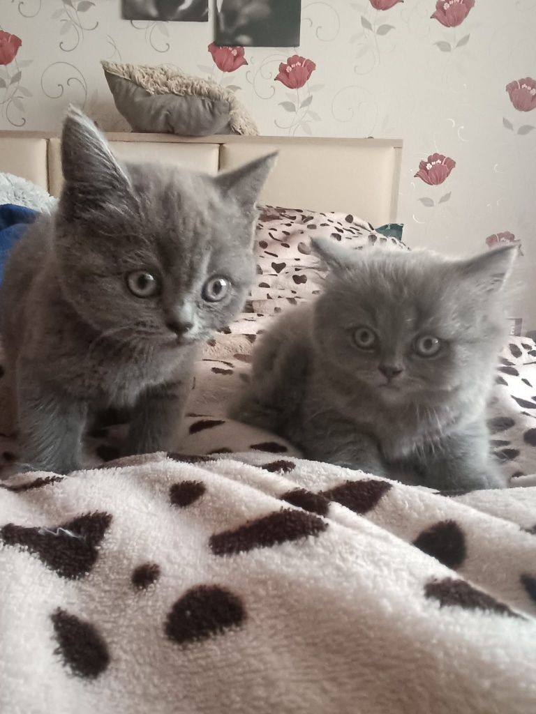 Vând pisici British Shorthair