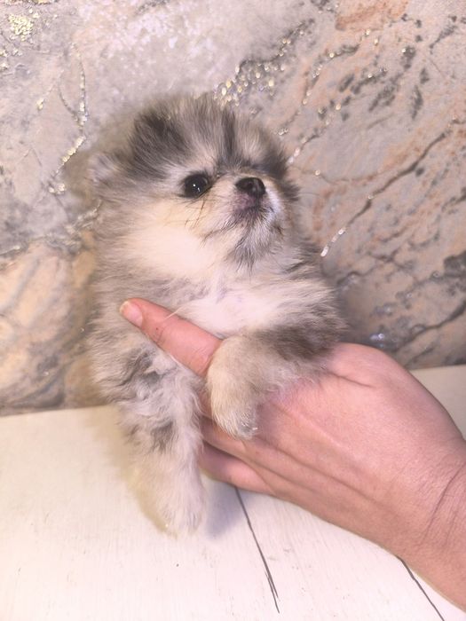 Готовы к продаже щенки померанского шпица