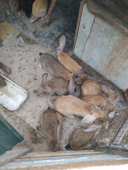 Продаётся кролики