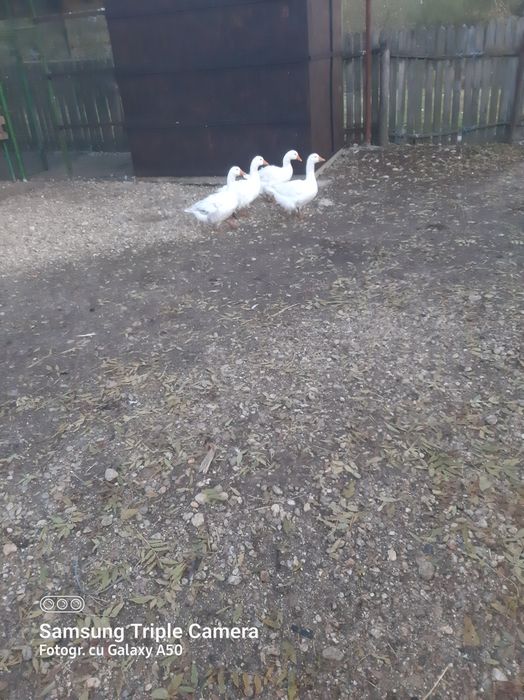 Vand gâște       .