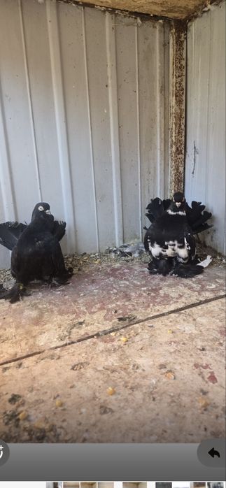 Vand porumbei rostow