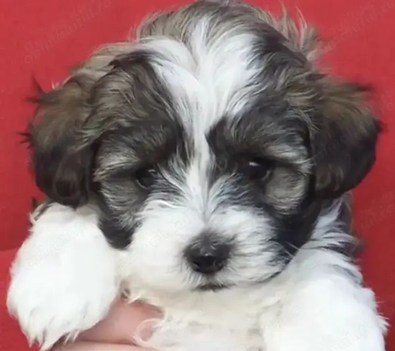 Bichon  havanez  fetiță  700 lei