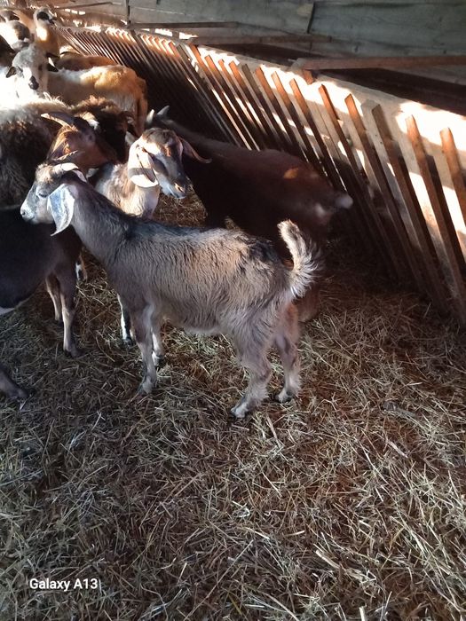 Vand tapi anglo-nubian