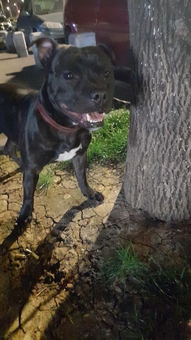 Pet sitter/cazare  sector 6 Bucuresti