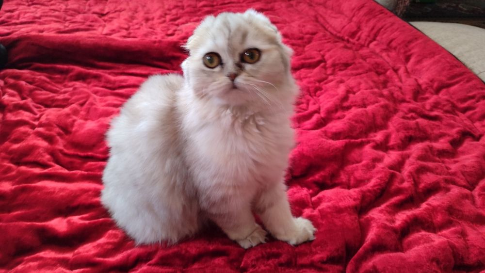 Кот и кошка O'g'il va qiz bola mushukla