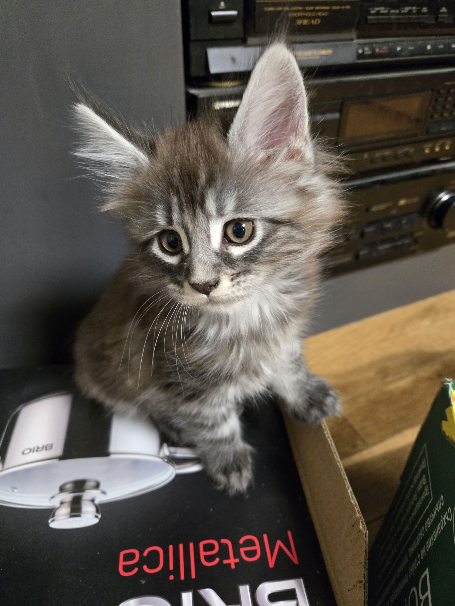 Мейн куун, Мейн кун, Maine Coon