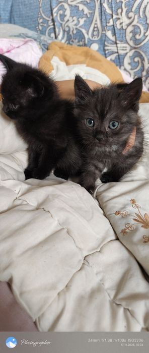 Девочки котята возраст 1.5м