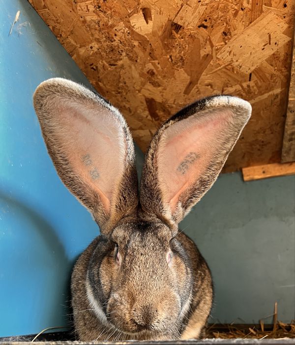 Mascul si Femela Urias German Gri