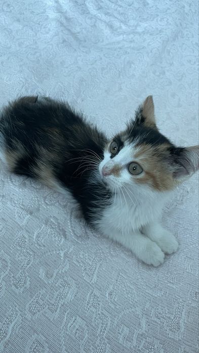 отдам в хорошие руки котенка девочка