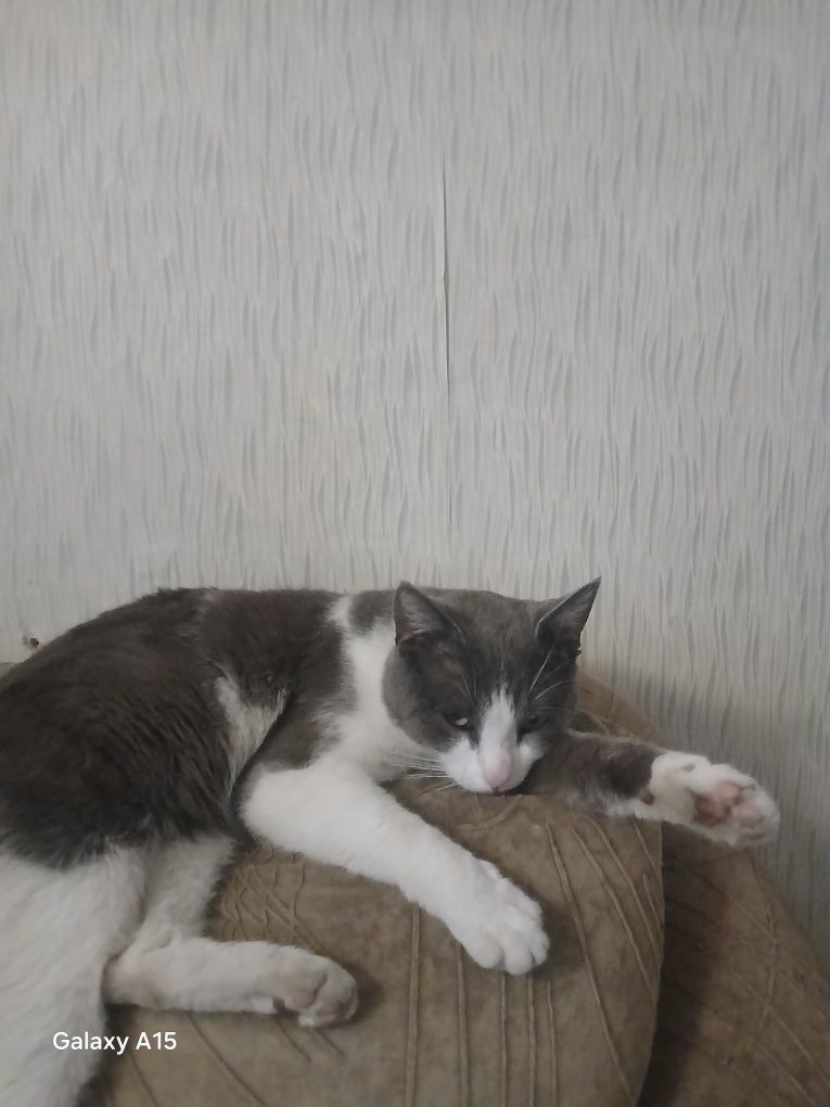 Отдам бесплатно кота