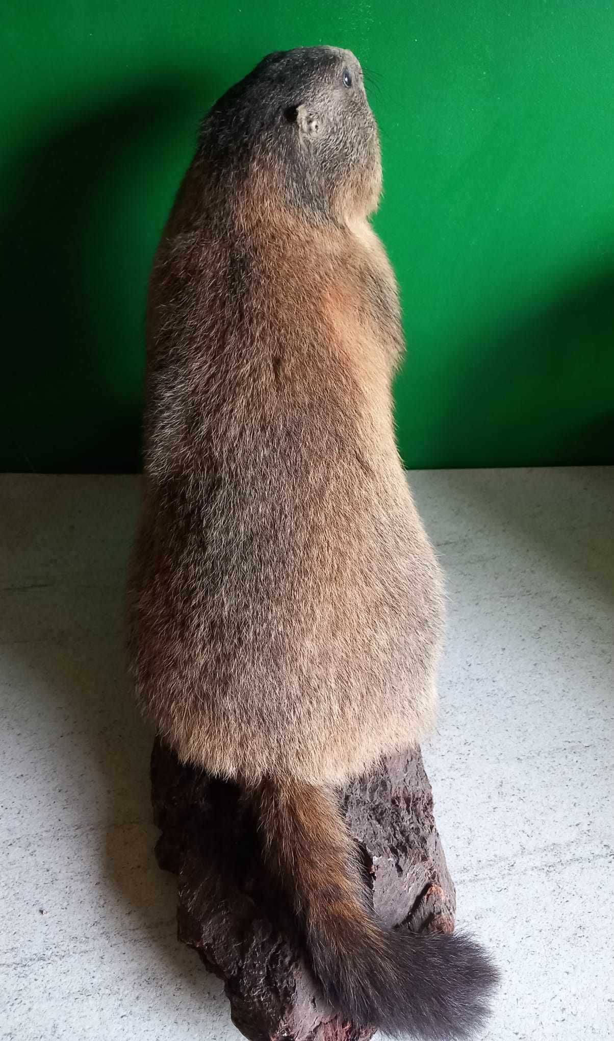 trofeu,trofee,taxidermie,impaiat,imapaiate,naturalizat marmota cu acte