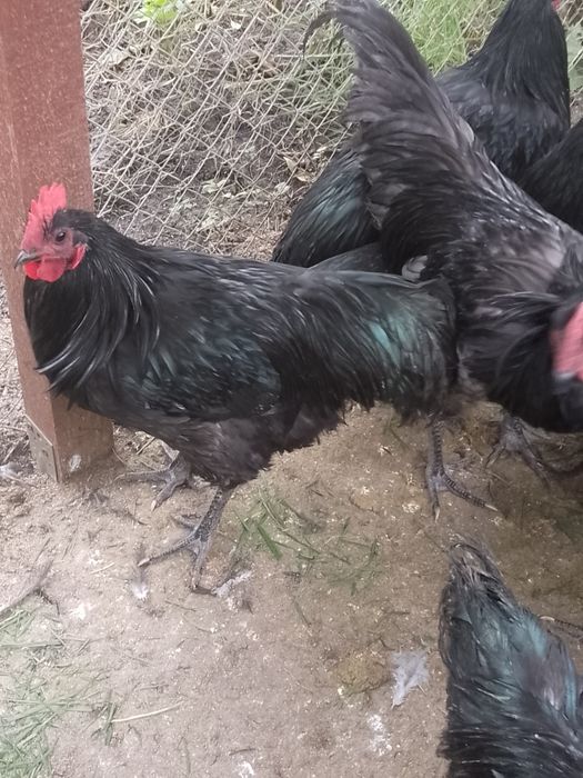 Cocoș australorp!