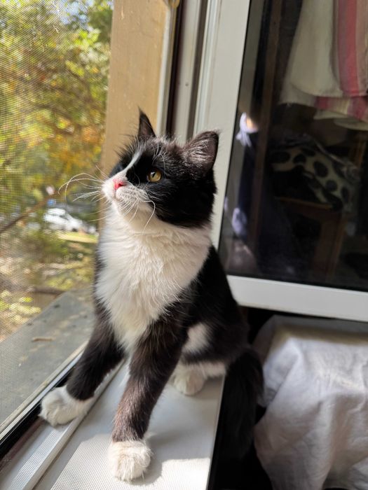 Котёнок котик кошка Ташкент отдам в добрые руки даром ищет дом