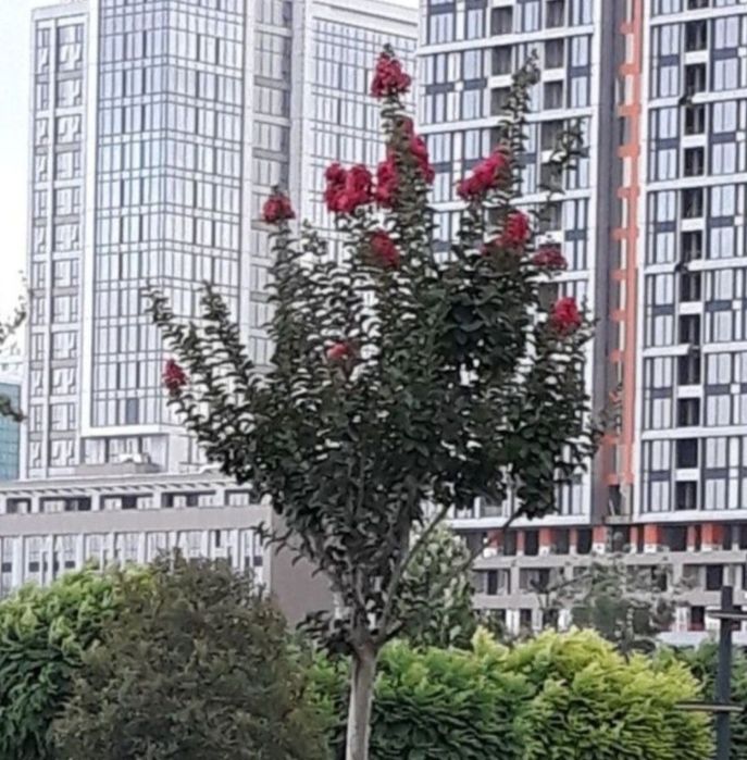 В санатории  солнечного Тошкент.