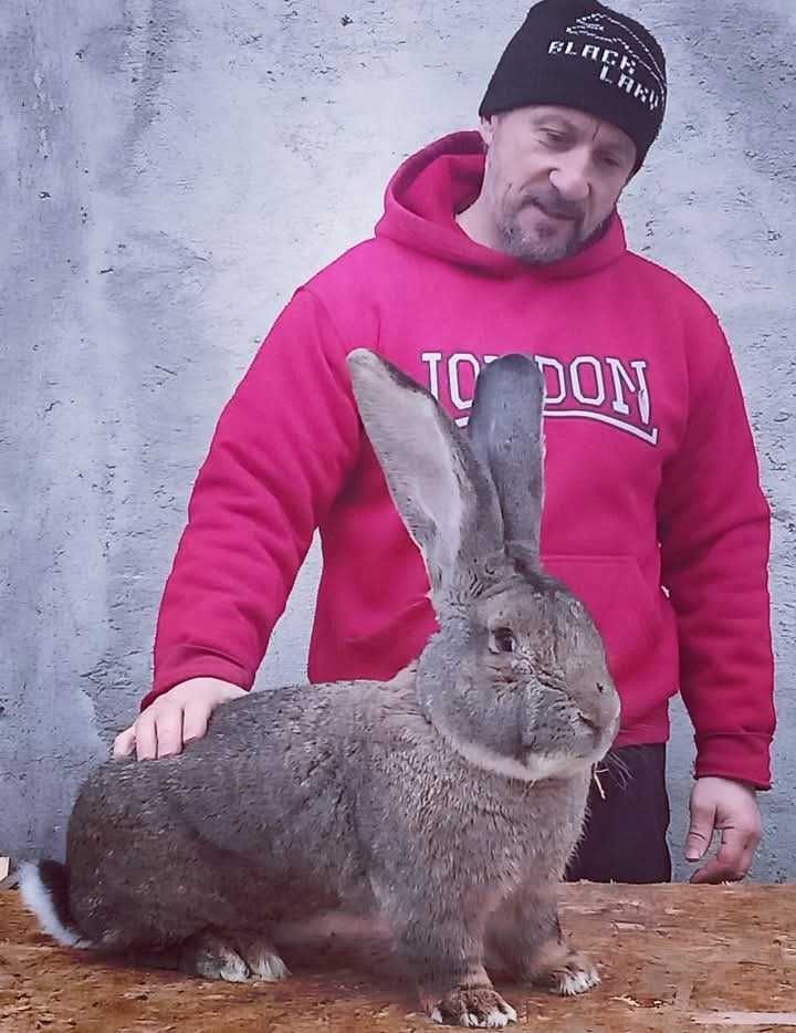 Iepuri de rasă mare