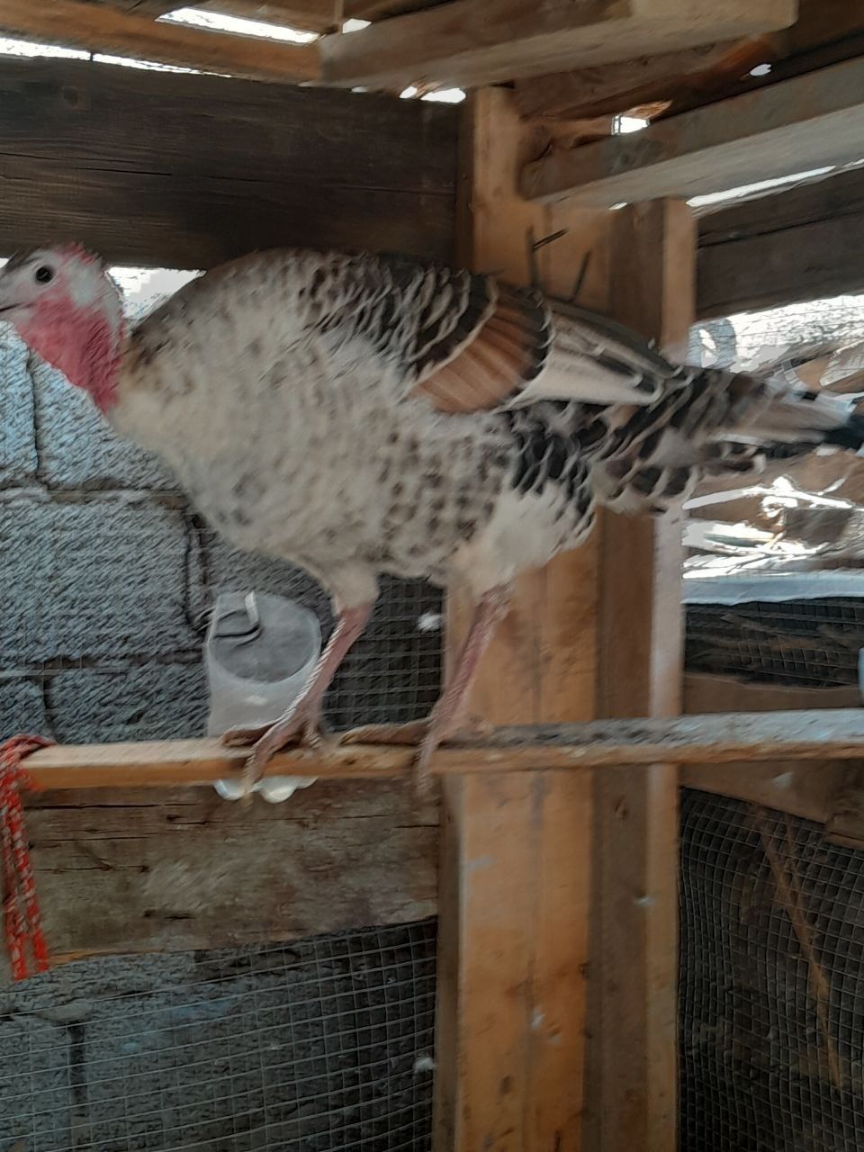 Kurka sotiladi soglom