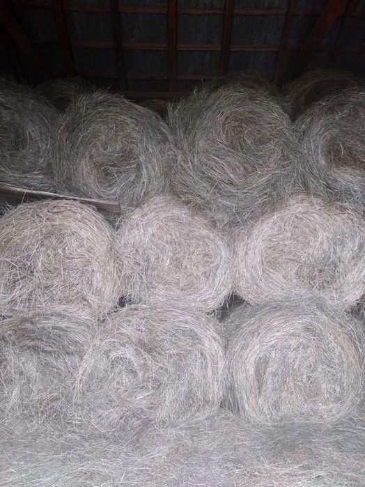 Vând baloți rotunzi din 2025