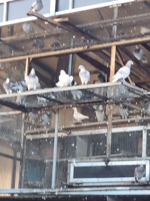 Porumbei voiajori si cocoși brahna