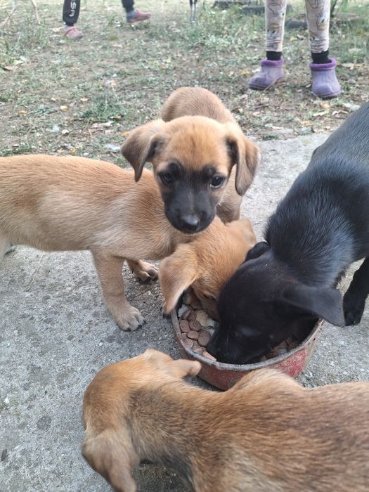 Donez căței de rasa talie mica