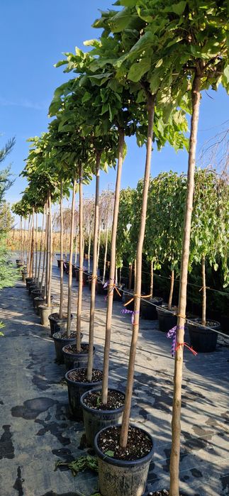 Mesteacan alb- Platan - Tei de floare - Catalpa- Artar