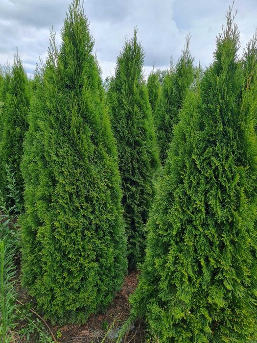 Plante Ornamentale pentru Orice Tip de Grădină – Vezi Oferta