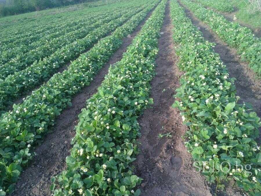 Уникален ЦЕЛОГОДИШЕН Разсад Корени - Ягоди и Малини