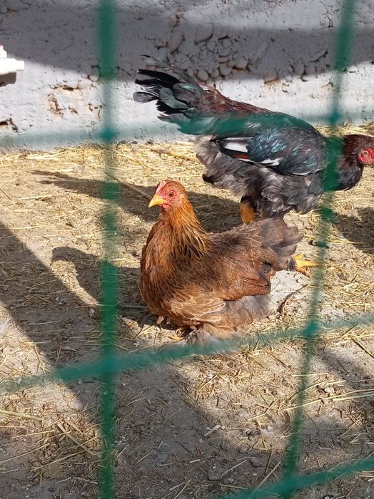 Япон хурози ва товуги.