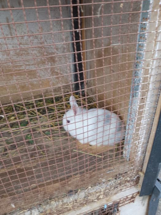 Vănd iepurași cap de leu