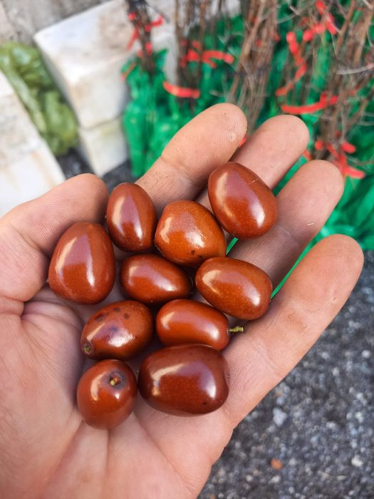 Plante exotice, kaki, kiwi, curmal, maslin, lamai, portocal, rodiu