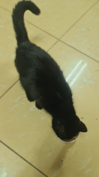 Отдадим чёрную пантеру!