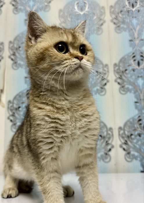 Продается котенок мальчик шиншила золото