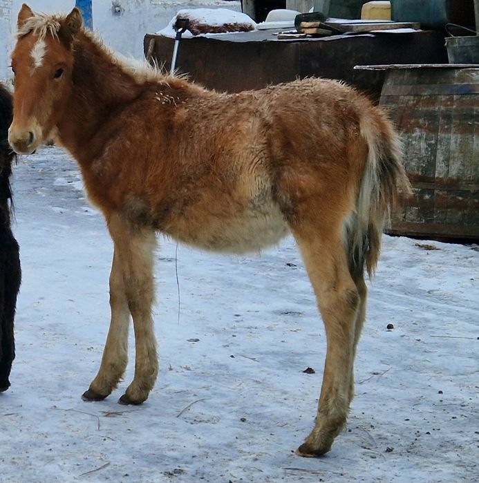Еркек жабағы сатылады