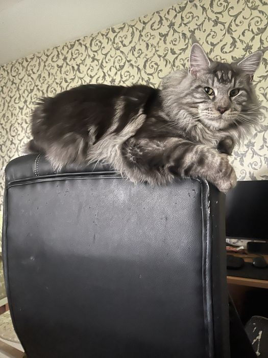 Мейн - Кун вязка