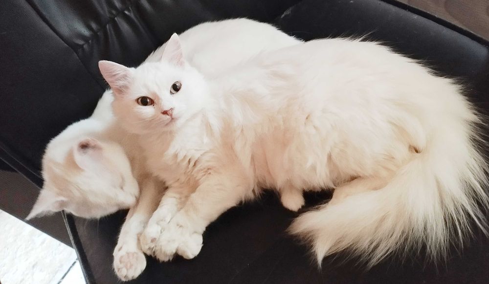 Две домашни бели момиченца търсят своите хора