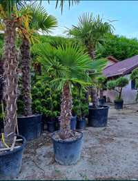 Vând palmieri trachycarpus de mai multe dimensiuni