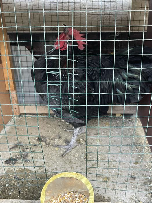 xuroz qora shaxzoda tozza xurozlar sotiladi