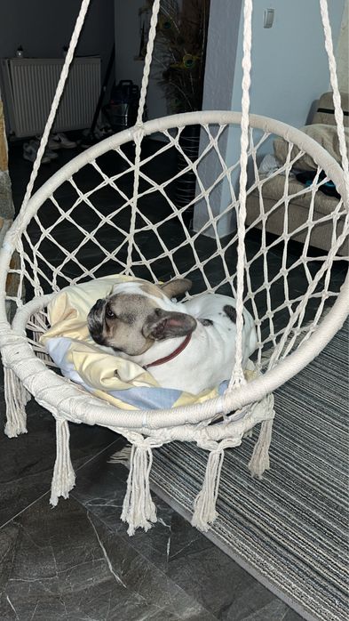 mascul budlog francez