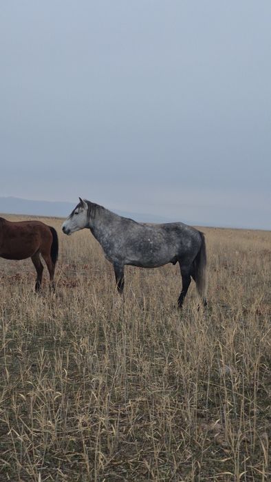 Жорға Айғыр сатылады
