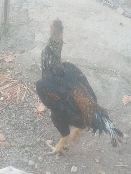 Tozzasini so'raganlarga tozza zo'r