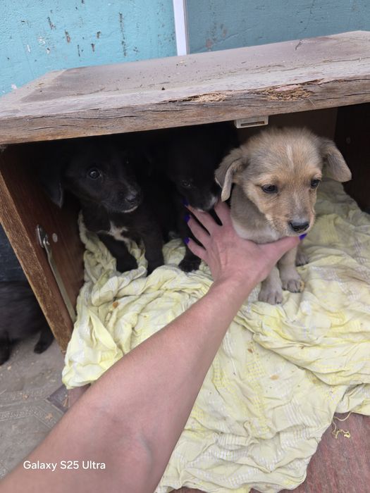 Отдам щенков в хорошие руки