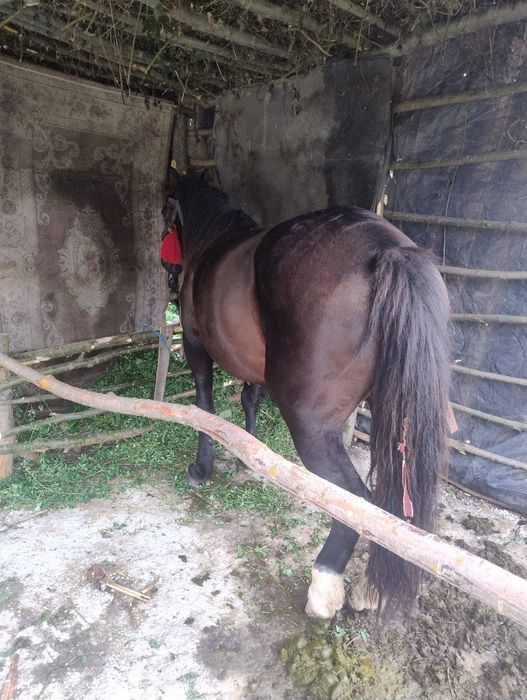 la scimb iapă de 9 ani