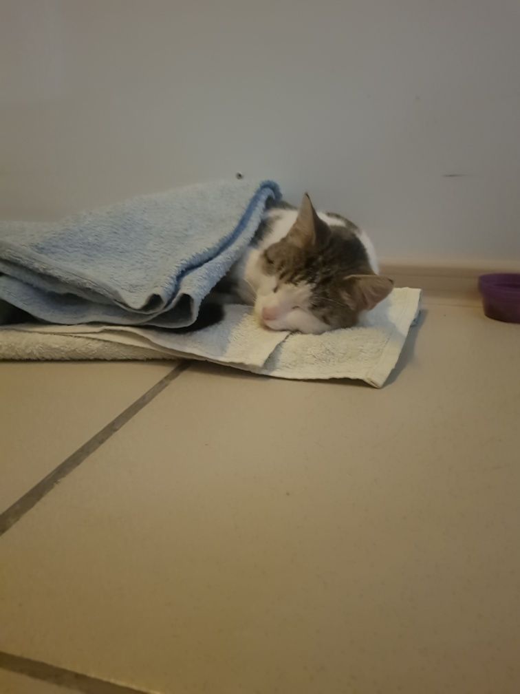 Котик ищет дом кастрирован