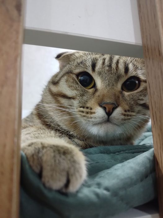 Кот шотланец вислоухий
